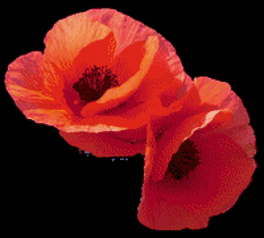 маки - маки - предпросмотр