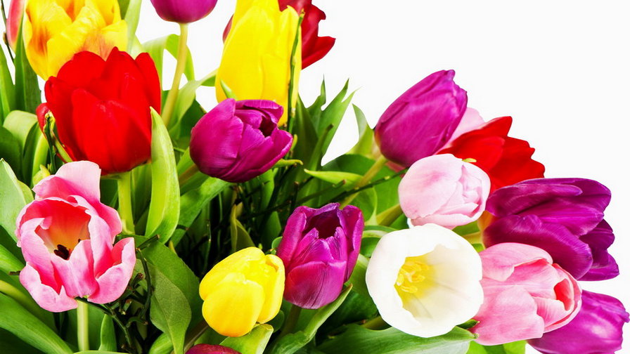 Тюльпаны - тюльпаны, цветы - оригинал