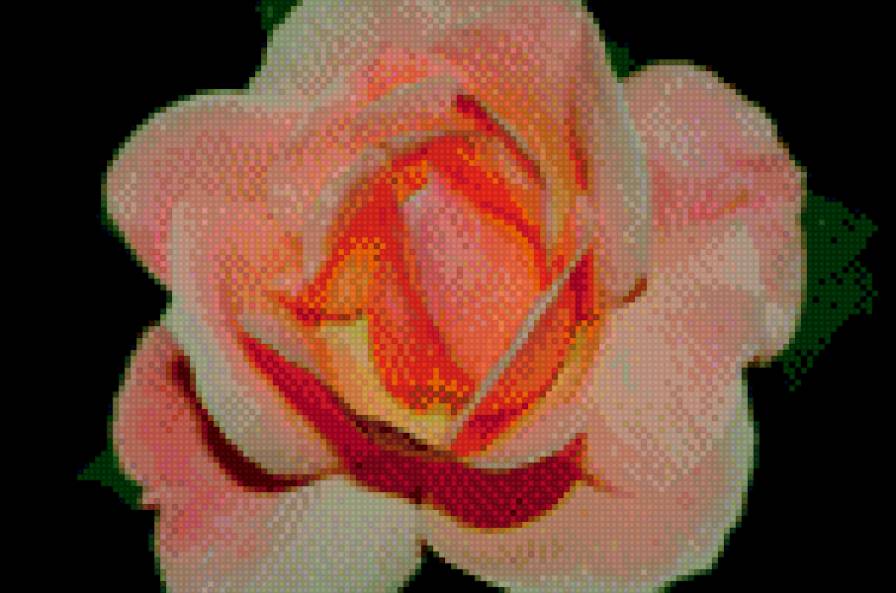 анталия - розы, цветы, турция - предпросмотр