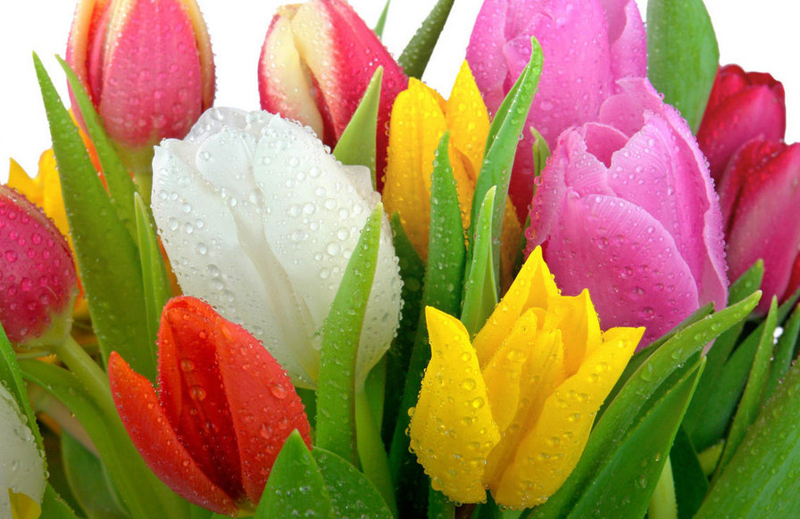 ТЮЛЬПАНЫ - цветы, тюльпаны - оригинал