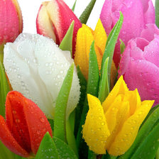 Схема вышивки «ТЮЛЬПАНЫ»