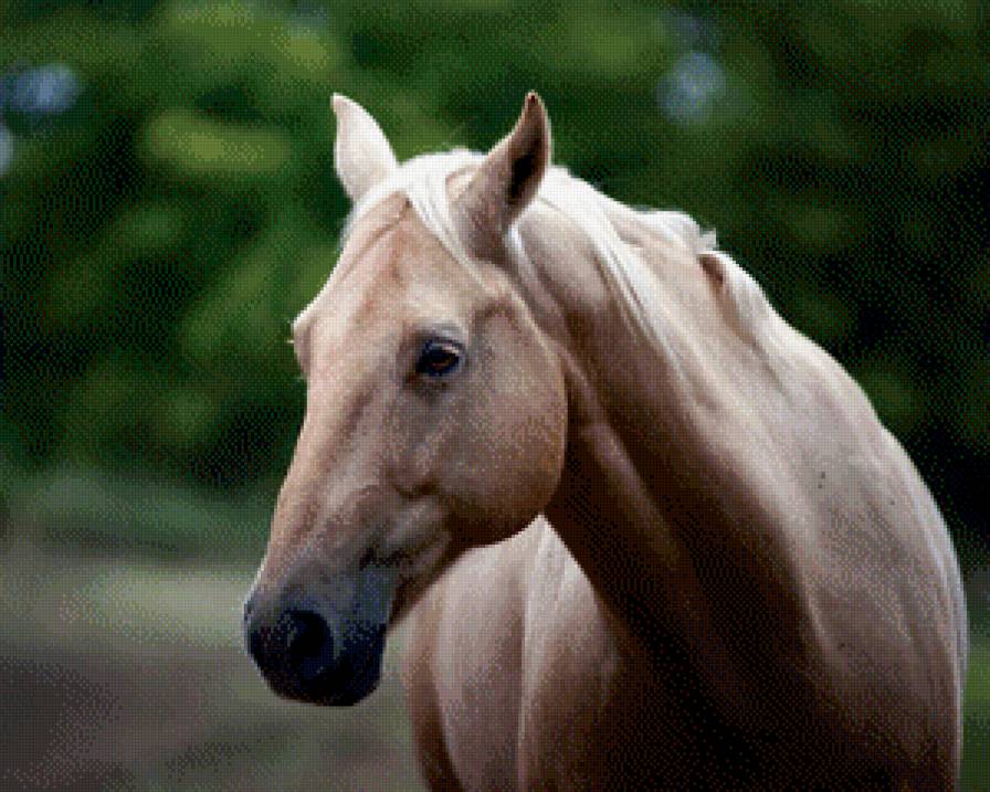 Лошадь 1 - животные, лошади - предпросмотр