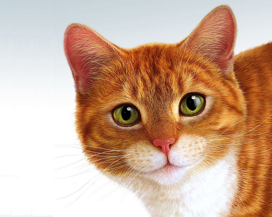Рыжая кошка - кошки, животные - оригинал