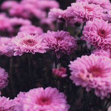 Схема вышивки «№569702»