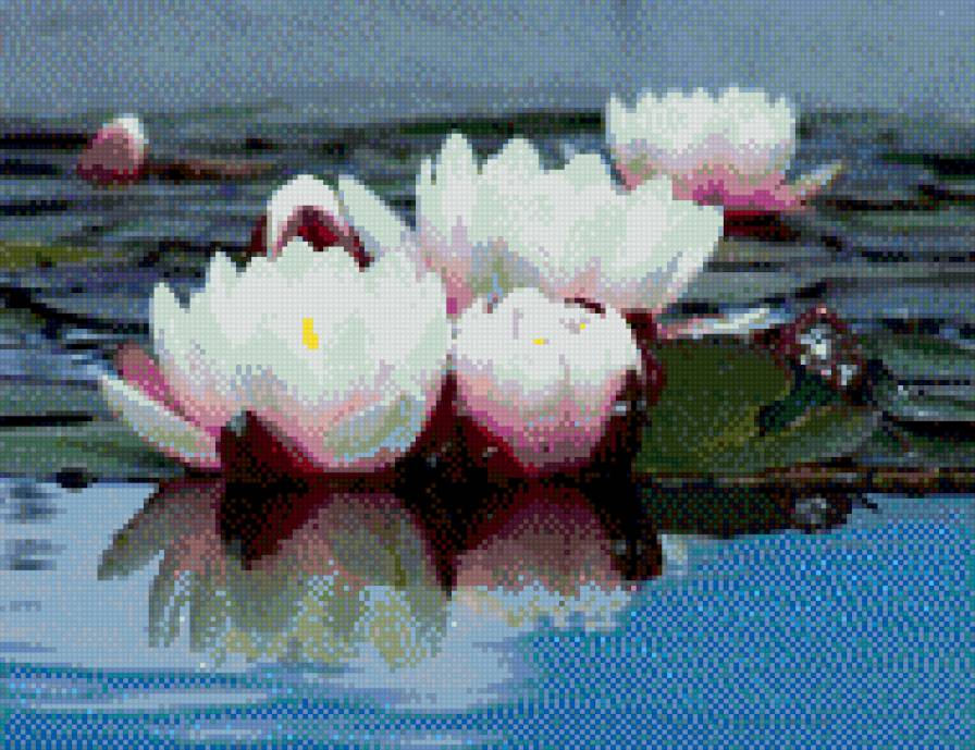 Белые лотосы - предпросмотр