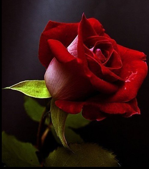 розочка - цветы - оригинал