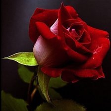 Схема вышивки «розочка»