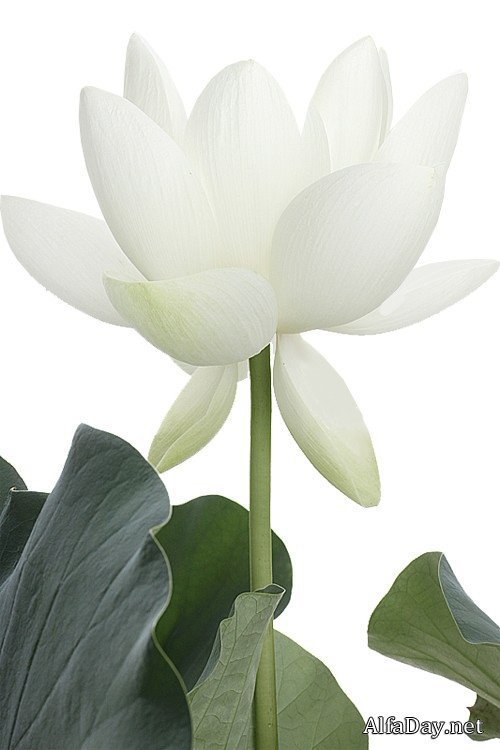Белый лотос ( на черной или красной канве) - цветок, белый лотос - оригинал