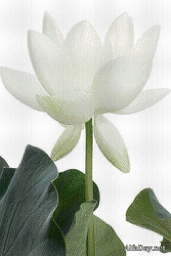Белый лотос ( на черной или красной канве) - цветок, белый лотос - предпросмотр