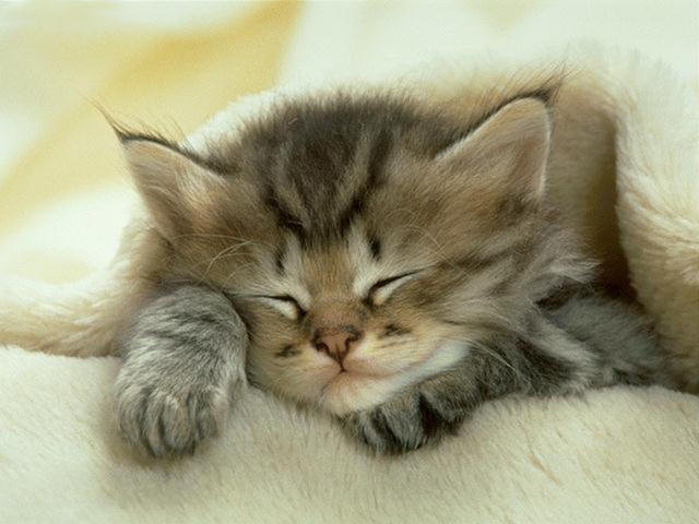 киска - оригинал