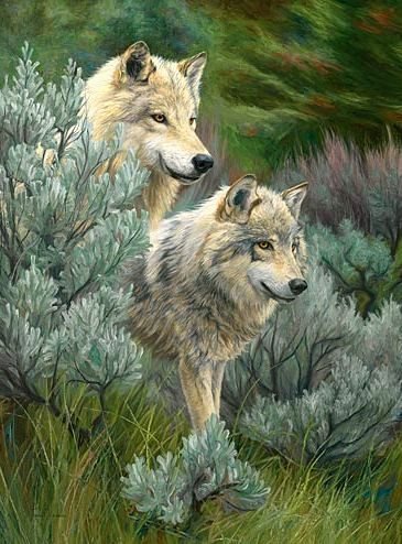 №570283 - животные, волки - оригинал