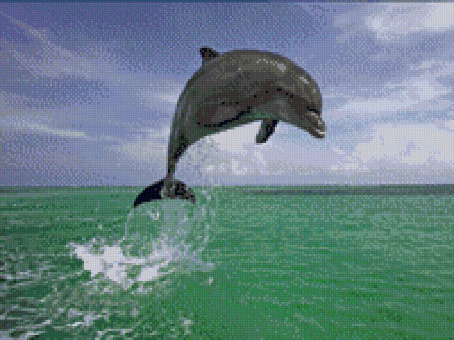 дельфинчик - водный мир - предпросмотр
