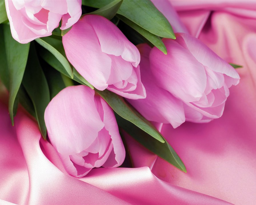 Розовые тюльпаны - цветы, тюльпаны - оригинал