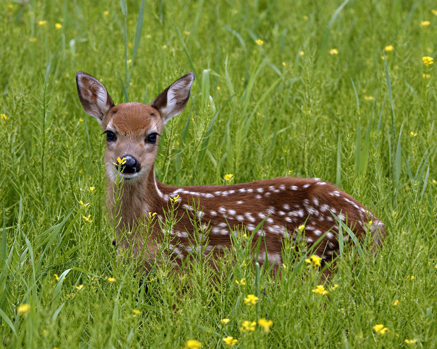 Оленёнок - олени, животные - оригинал