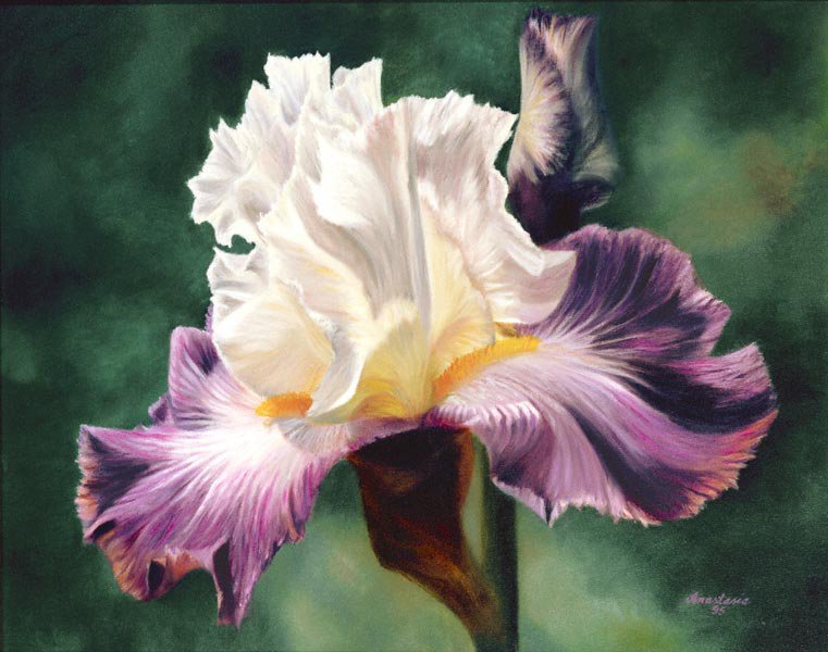 Ирис - цветы - оригинал