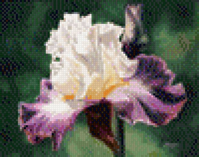 Ирис - цветы - предпросмотр