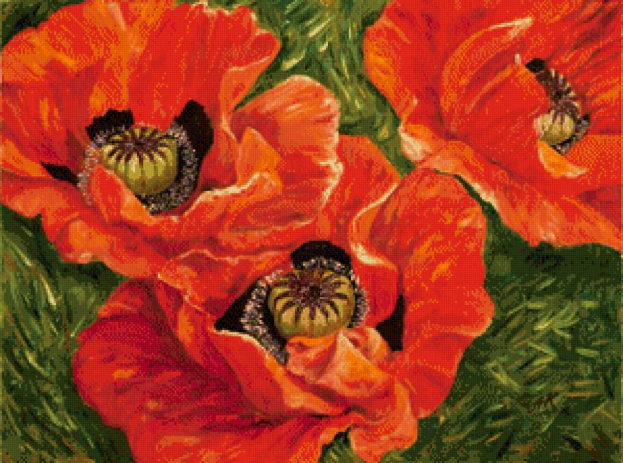 Красные маки - цветы, маки - предпросмотр