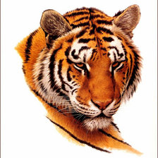 Оригинал схемы вышивки «тигр» (№570793)