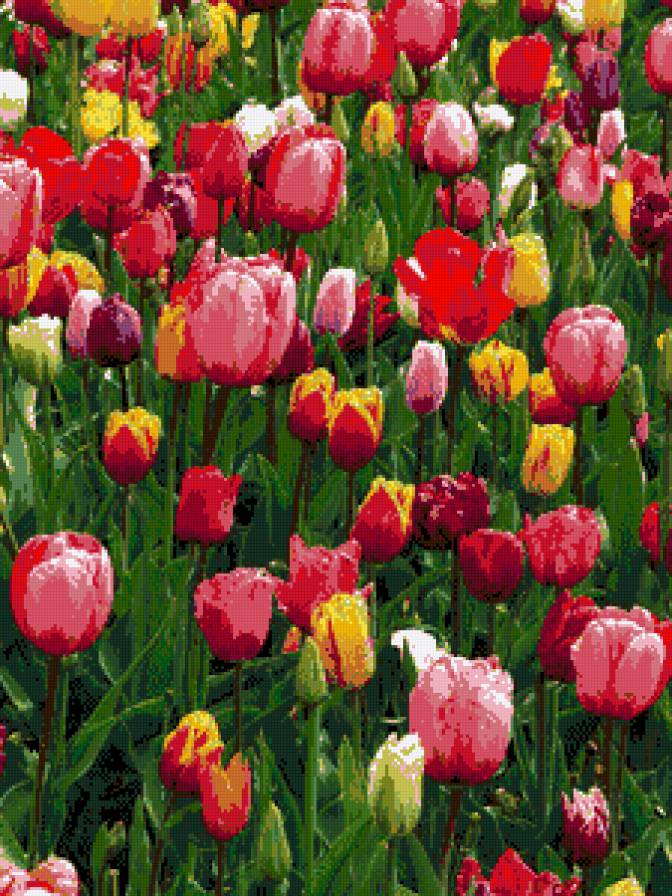 тюльпаны - предпросмотр