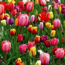 Схема вышивки «тюльпаны»