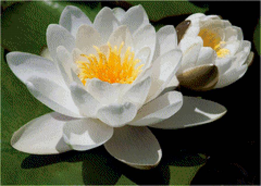 лотос - природа, цветы - предпросмотр