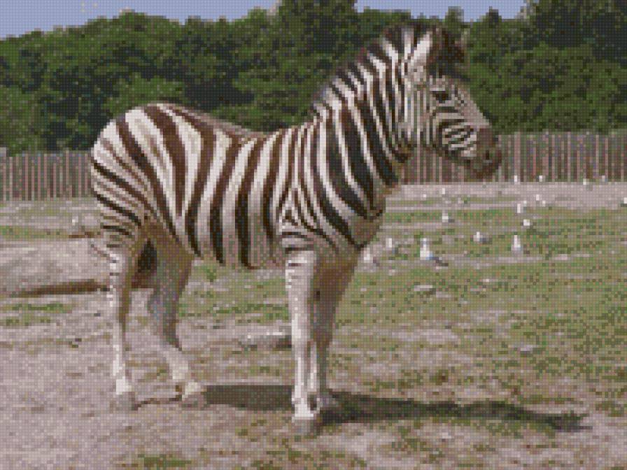 Зебра  или спокойствие духа - предпросмотр