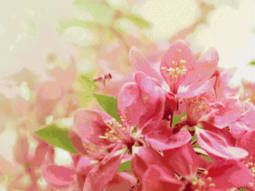 Цветы - весна сакура цветы - предпросмотр