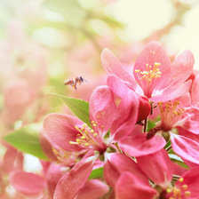 Схема вышивки «Цветы»