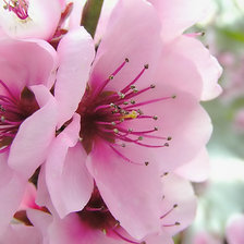 Схема вышивки «Цветение»