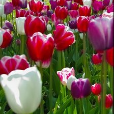 Схема вышивки «триптих тюльпаны ч1»