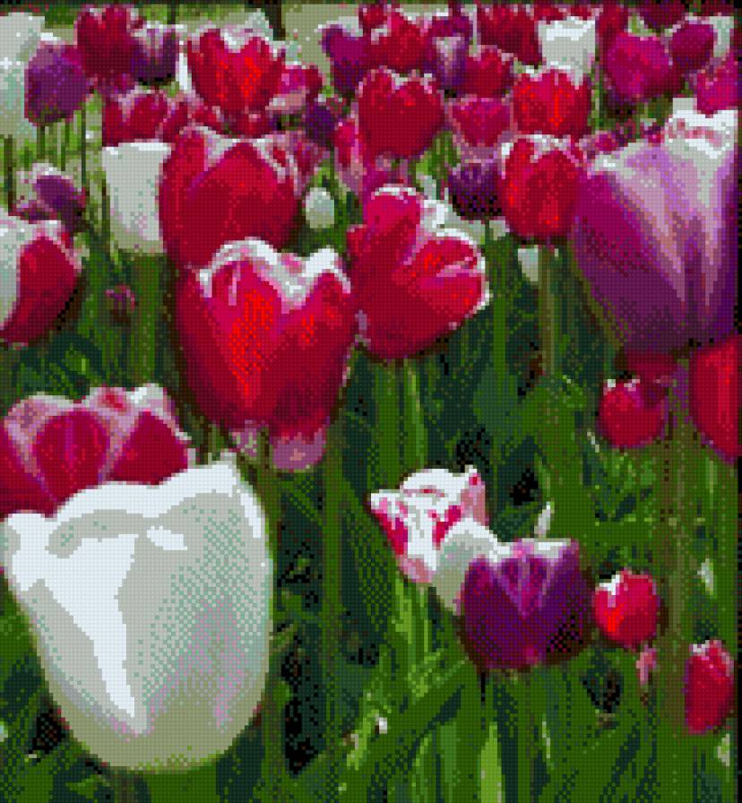 тюльпаны триптих 1 - предпросмотр