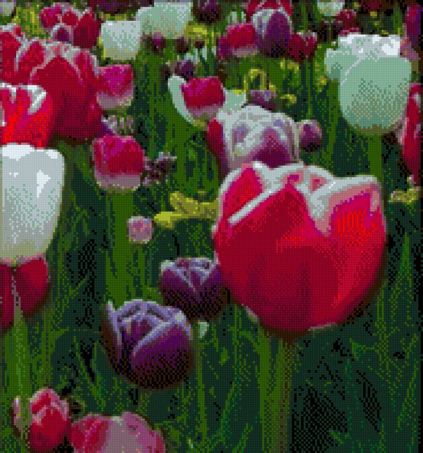 тюльпаны триптих 3 - предпросмотр