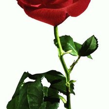 Схема вышивки «Роза»