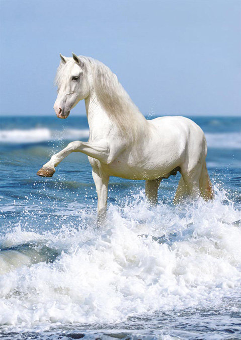 Белая лошадка у моря - море, лошадь, лошадка - оригинал