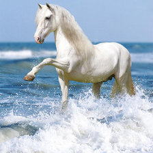 Белая лошадка у моря