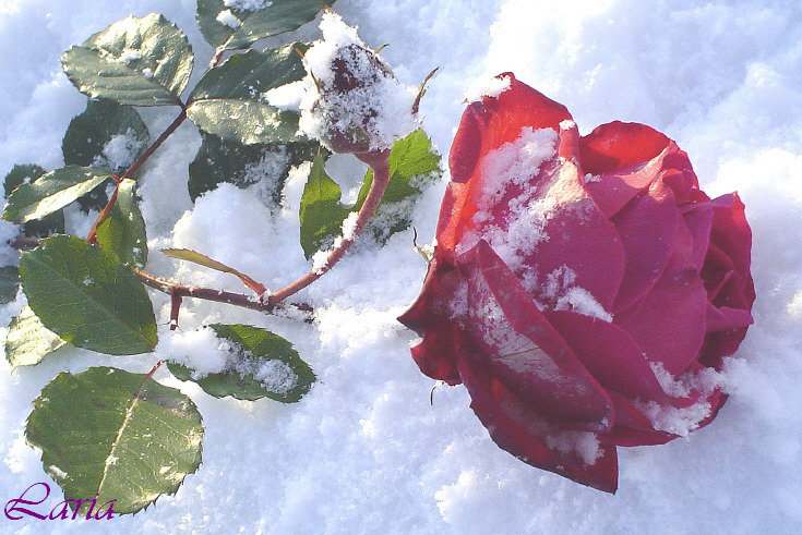 роза на снегу - природа, цветы, розы - оригинал