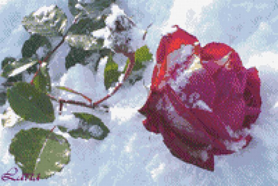 роза на снегу - цветы, природа, розы - предпросмотр