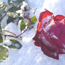 Схема вышивки «роза на снегу»