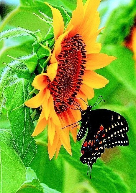 подсолнух - природа, цветы, насекомые, бабочки - оригинал