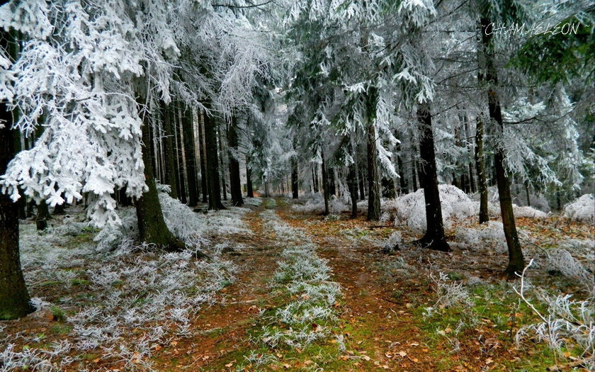морозная осень - осень, зима, природа, пейзаж - оригинал