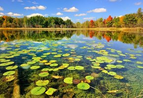 На пруду - оригинал