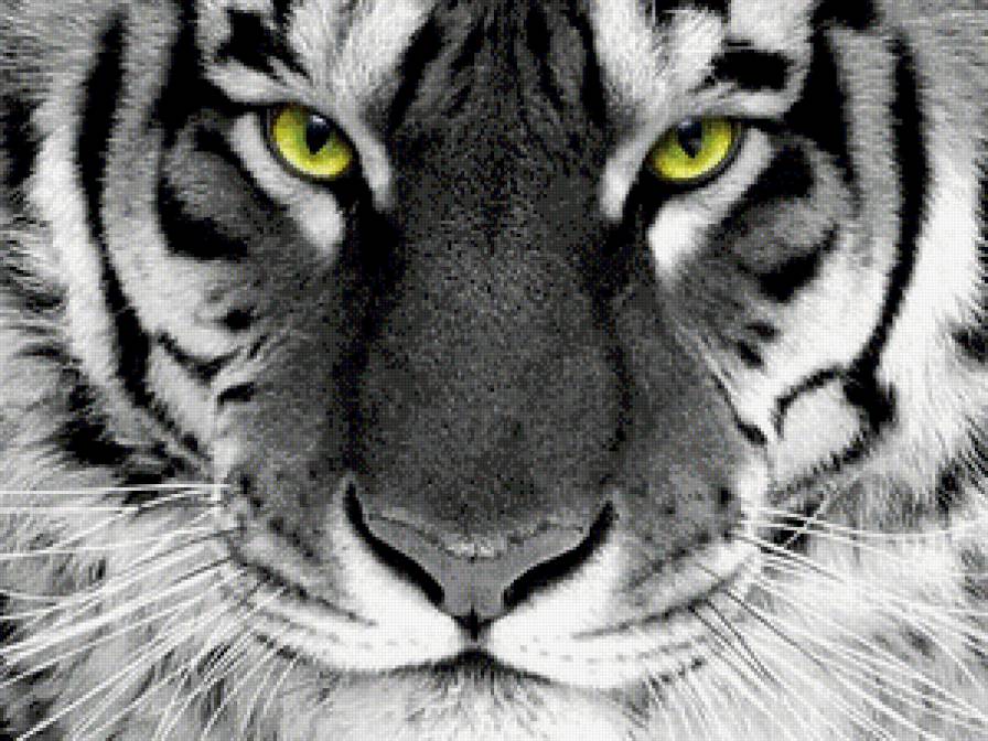 Тигр с зелеными глазами - предпросмотр