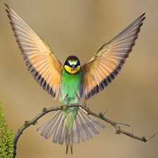 Схема вышивки «птичка»