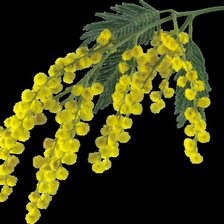 Схема вышивки «мимоза»