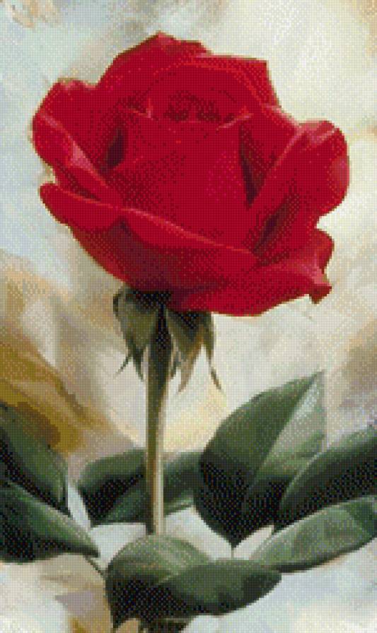 красная роза - цветы - предпросмотр