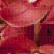 Предпросмотр схемы вышивки «триптих красная орхидея» (№572351)