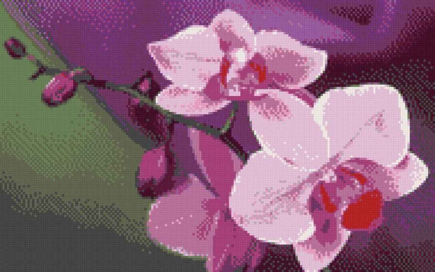 орхидея для комнаты - предпросмотр