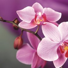 Схема вышивки «орхидея для комнаты»