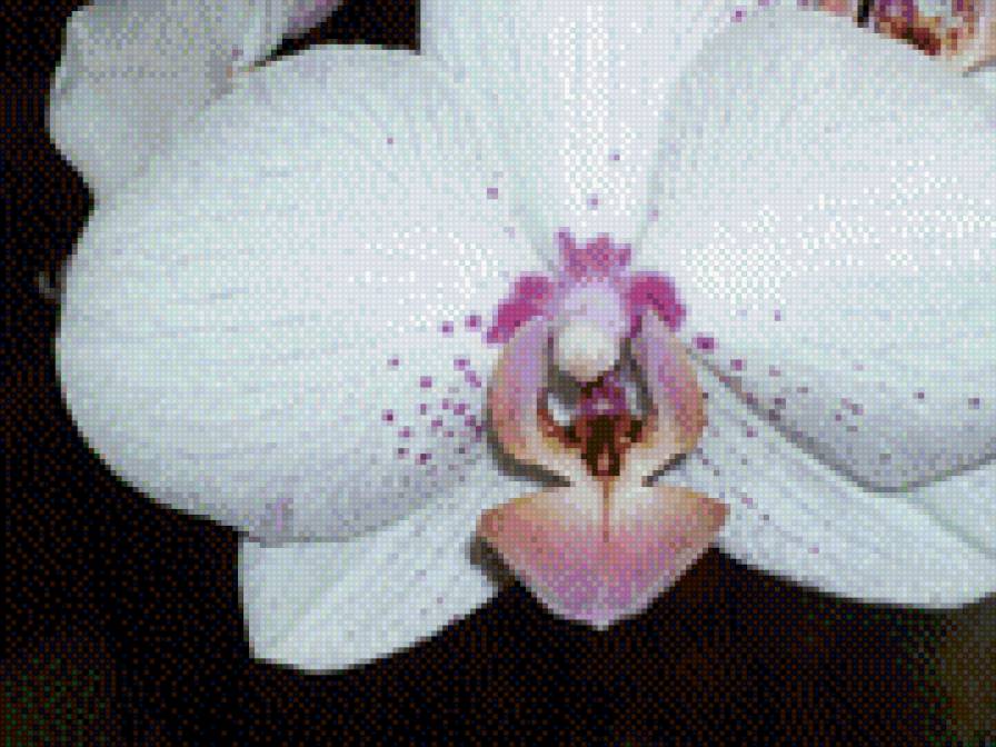 белая орхидея - предпросмотр