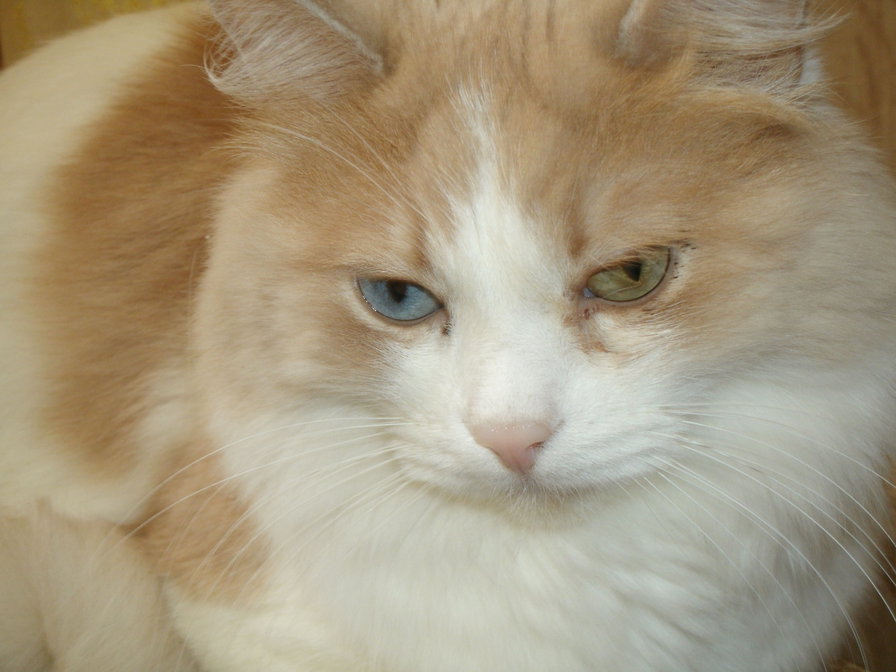 кисонька - разноглазка - оригинал